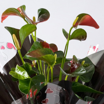 Anthurium Gift